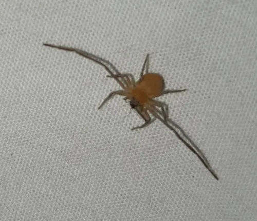 Evans's Running Crab Spider - photo 3
