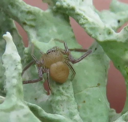 Evans's Running Crab Spider - photo 4