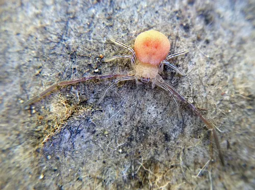 Evans's Running Crab Spider - photo 5