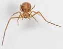 Ebo latithorax