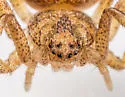 Ebo latithorax - photo 2