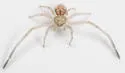 Ebo latithorax - photo 3