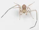 Ebo latithorax - photo 4