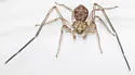 Ebo latithorax - photo 5