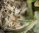 Ebo pepinensis