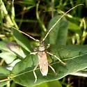 Eburia distincta