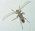 Eburia distincta - photo 2