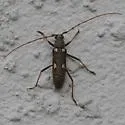 Eburia distincta - photo 3