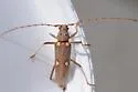 Eburia distincta - photo 5