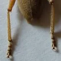 Eburia haldemani
