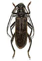 Eburia linsleyi
