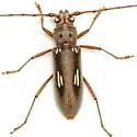 Eburia ovicollis