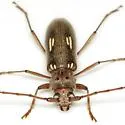 Eburia ovicollis - photo 2