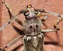 Eburia ovicollis - photo 4