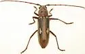 Eburia ovicollis - photo 5
