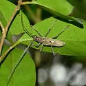 Eburia stigma - photo 2