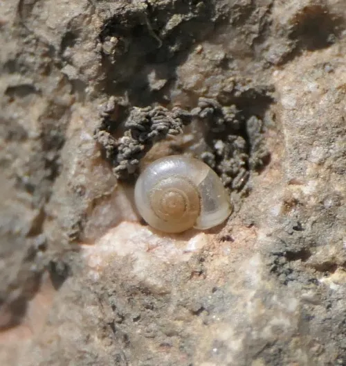 Eccentric Grass Snail