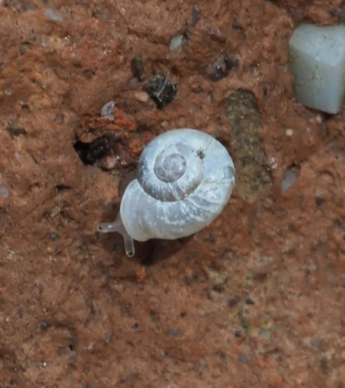 Eccentric Grass Snail - photo 2