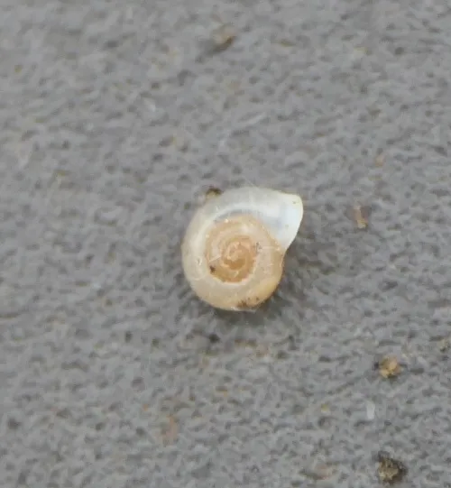 Eccentric Grass Snail - photo 3