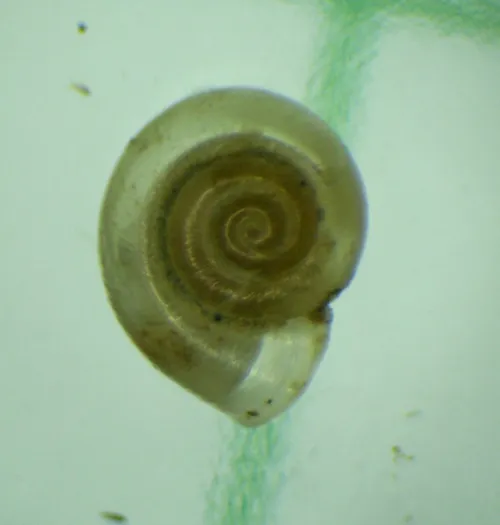 Eccentric Grass Snail - photo 4