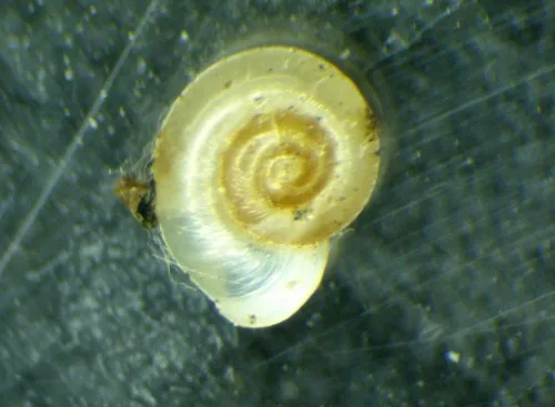 Eccentric Grass Snail - photo 5