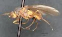 Eccoptomera melanderi