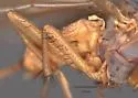 Eccoptomera melanderi - photo 2