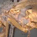 Eccoptomera melanderi - photo 3