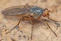 Eccoptomera melanderi - photo 4