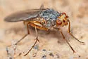 Eccoptomera melanderi - photo 5