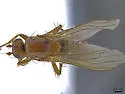 Eccoptomera simplex - photo 2