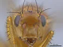 Eccoptomera simplex - photo 3