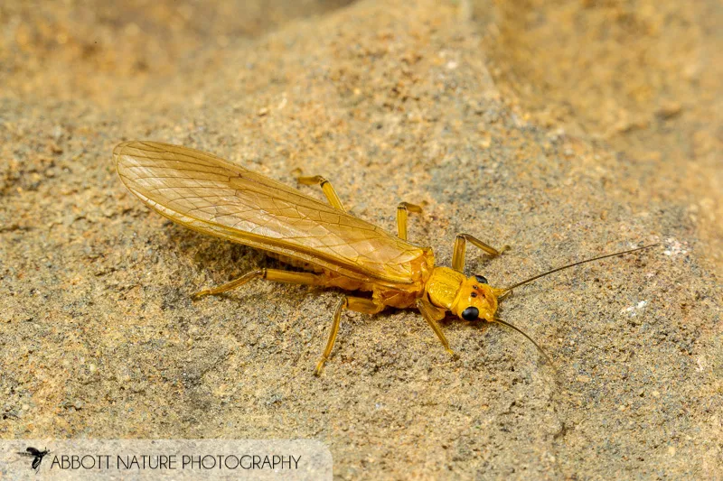 Eccoptura xanthenes