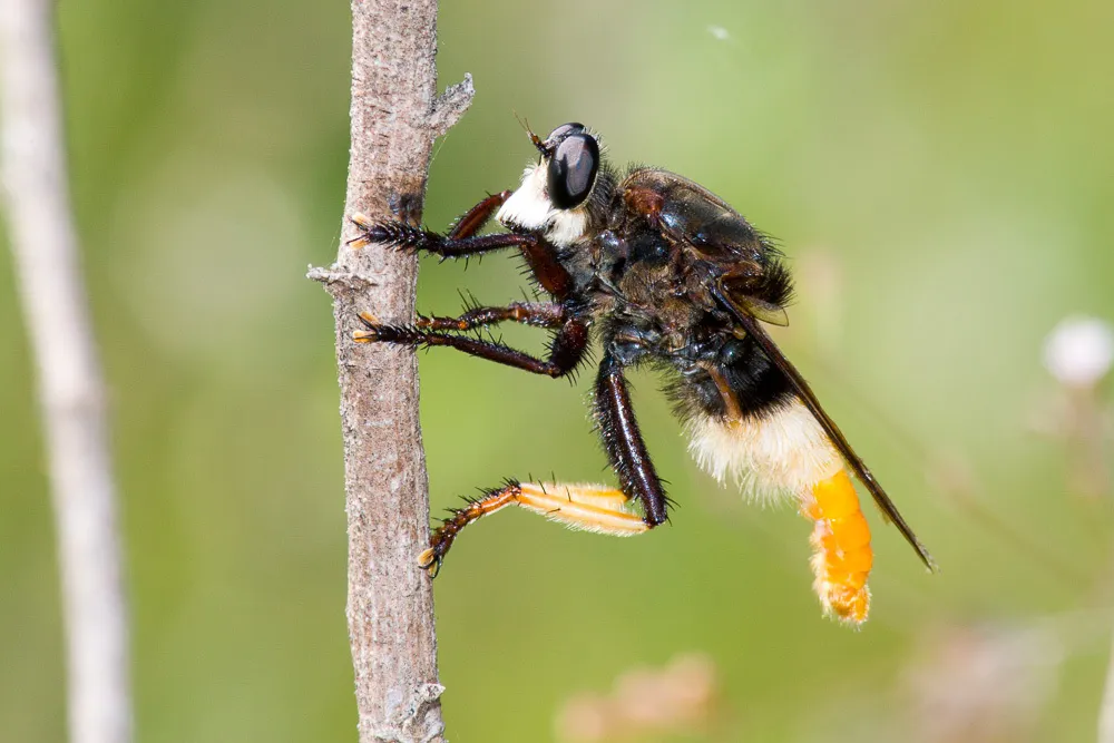 Northern Flare Fly - photo 2
