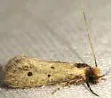 Eccritothrix guenterella - Hodges#0422
