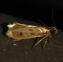Eccritothrix guenterella - Hodges#0422 - photo 2