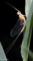 Ecdyonurus simplicioides