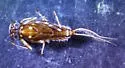 Ecdyonurus simplicioides - photo 2