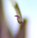 Ecdyonurus simplicioides - photo 4