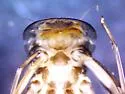 Ecdyonurus simplicioides - photo 5