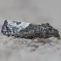 Ecdytolopha coloradana - Hodges#3495.1