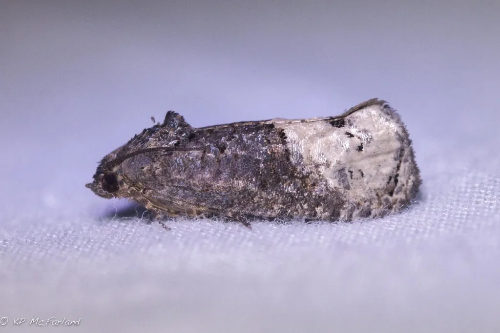 Locust Twig Borer Moth - Hodges#3497 - photo 2