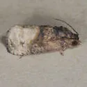 Ecdytolopha mana - Hodges#3498 - Ecdytolopha mana