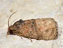 Ecdytolopha mana - Hodges#3498 - photo 2