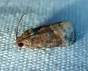 Ecdytolopha mana - Hodges#3498 - photo 3