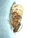 Ecdytolopha mana - Hodges#3498 - photo 4