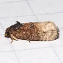 Ecdytolopha mana - Hodges#3498 - photo 5