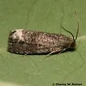 Ecdytolopha nigrita - Hodges#3495.3