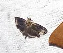 Ecdytolopha nigrita - Hodges#3495.3 - photo 2