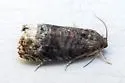 Ecdytolopha nigrita - Hodges#3495.3 - photo 4